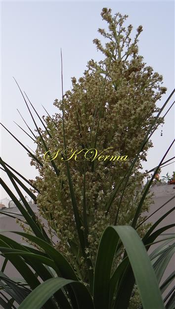  Inflorescence